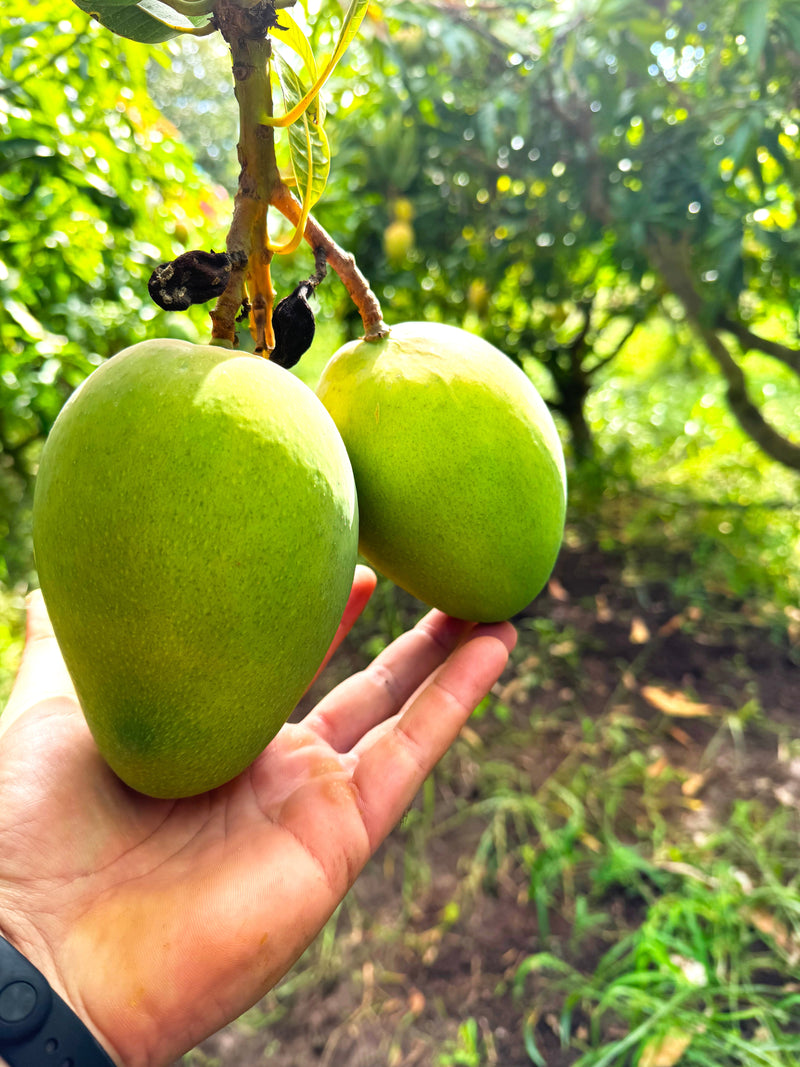 Mango Kensington Pride BIO nel frutteto di Worth Production