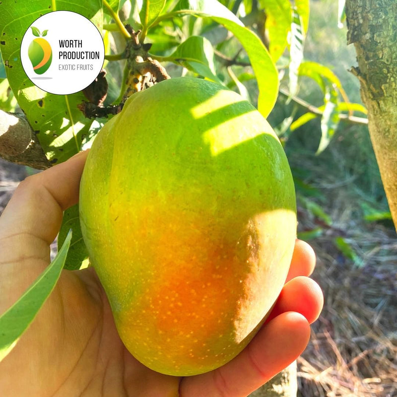 Mango Kensington Pride BIO da usare in ricette salate